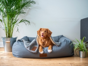 Pet A Great Life Pet A Great Life