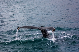 Whale Shark Diving Ningaloo | Here’s What You Need To Know Whale Shark Diving Ningaloo | Here’s What You Need To Know